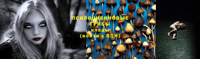 магазин продажи наркотиков  Новомичуринск  Псилоцибиновые грибы MAGIC MUSHROOMS 